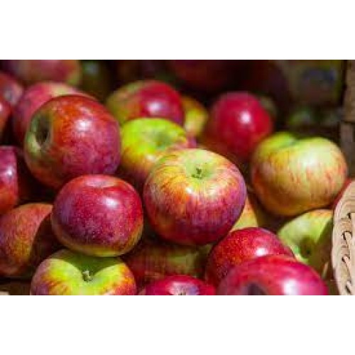 Apple 'Cortland' Ferguson Tree Nursery